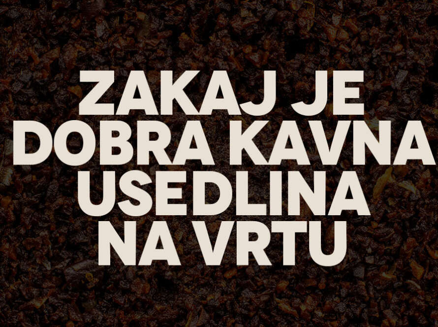 Zakaj je dobra kavna usedlina na vrtu in za rože