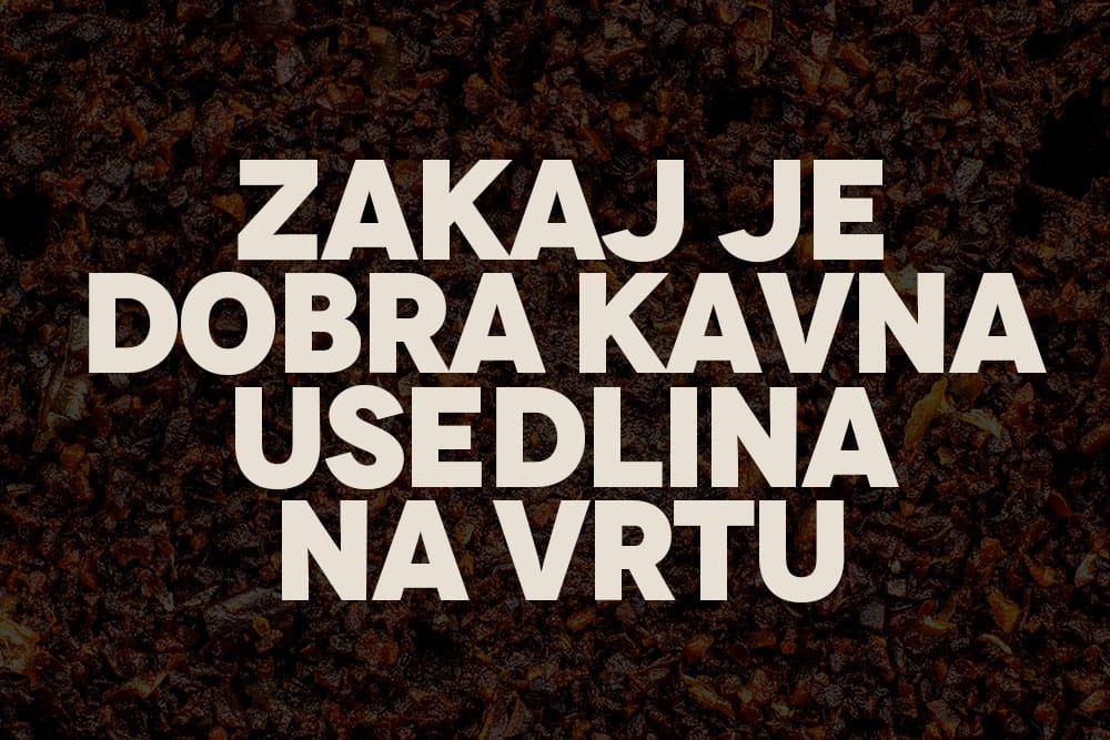 Zakaj je dobra kavna usedlina na vrtu in za rože